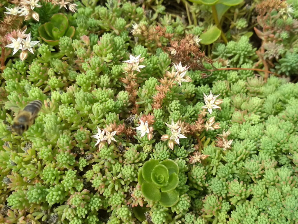 Biodiverse Gründächer