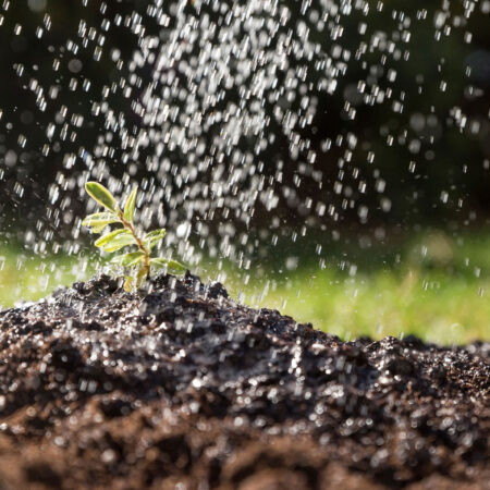 Der Pflegebedarf von städtischen Grünflächen angesichts des Mangels an Wasserressourcen