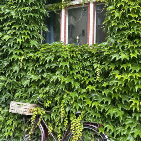 Ein Hauch von Leben in der gebauten Umwelt - Grüne Wand- und Fassadensysteme