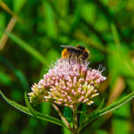 Stoppen wir die Insektenapokalypse