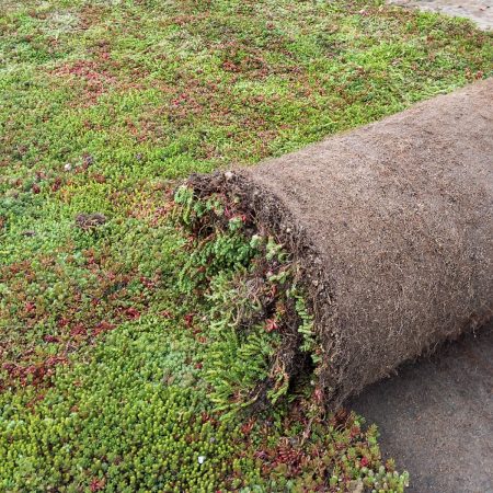 Sedummatten – Die innovative Lösung für Langlebigkeit, Biodiversität und Energieeffizienz