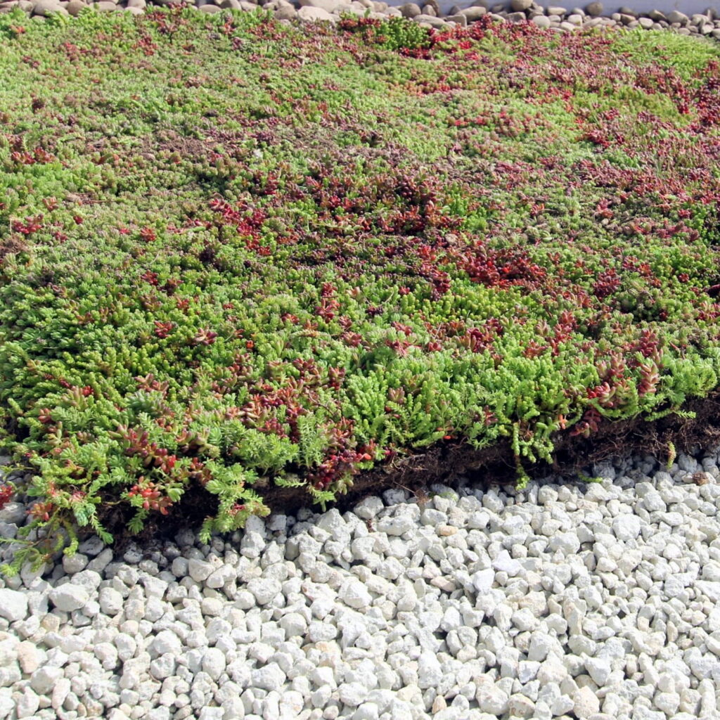 Sedum-Fertigkassettensystem