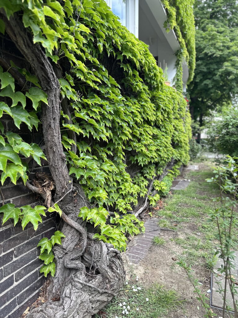 Vorteile von Wänden und begrünten Fassaden