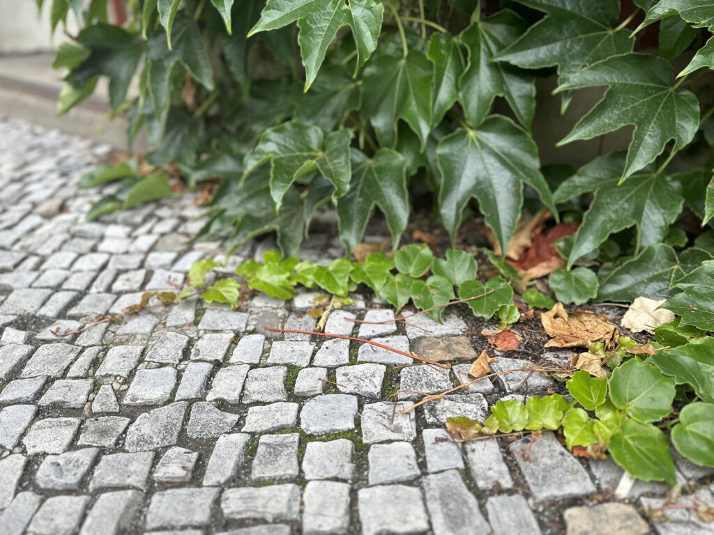 Vorteile von Wänden und begrünten Fassaden