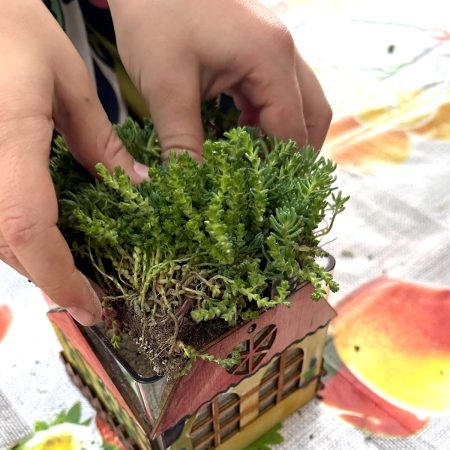 Wir feiern den Welttag der Gründächer